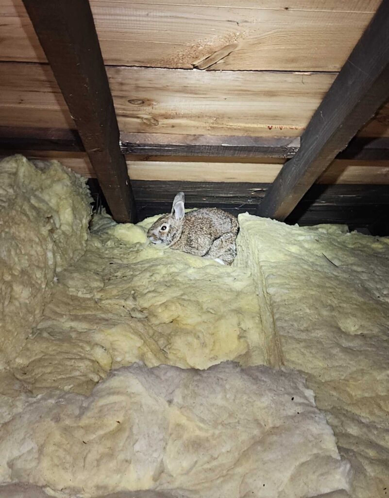 Animal Removal Ashland