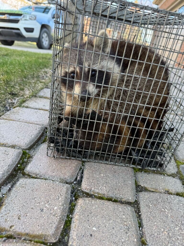 Animal Removal Ashland