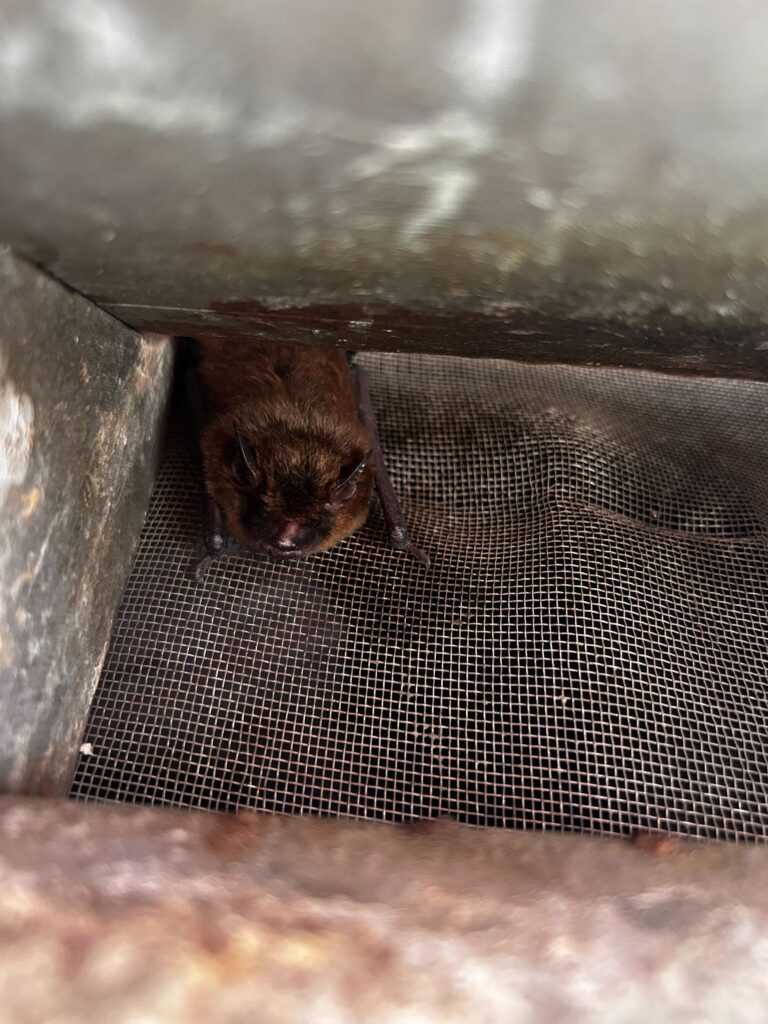 Animal Removal Ashland