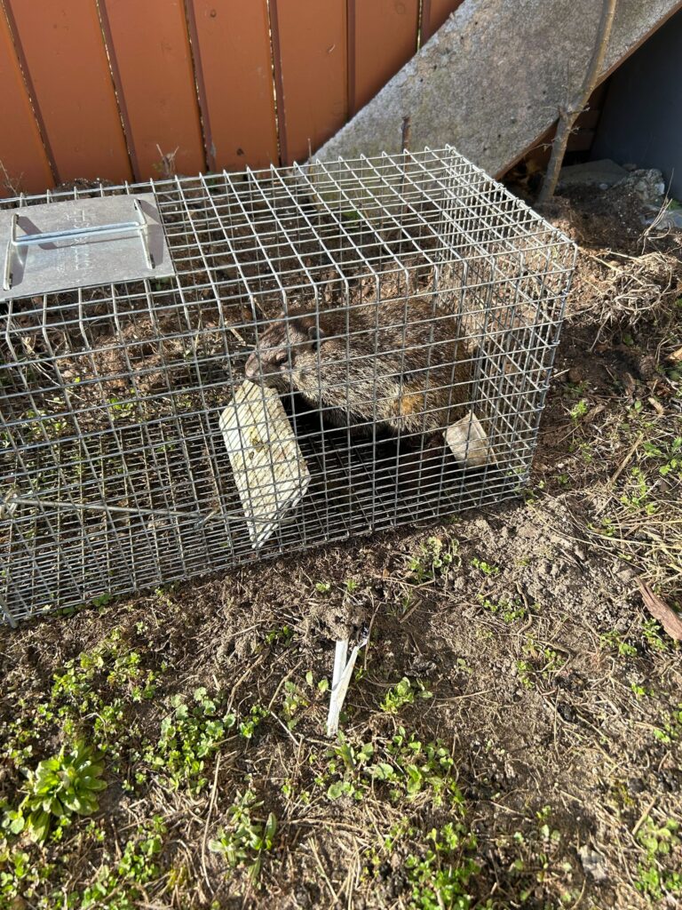 Animal Removal Ashland