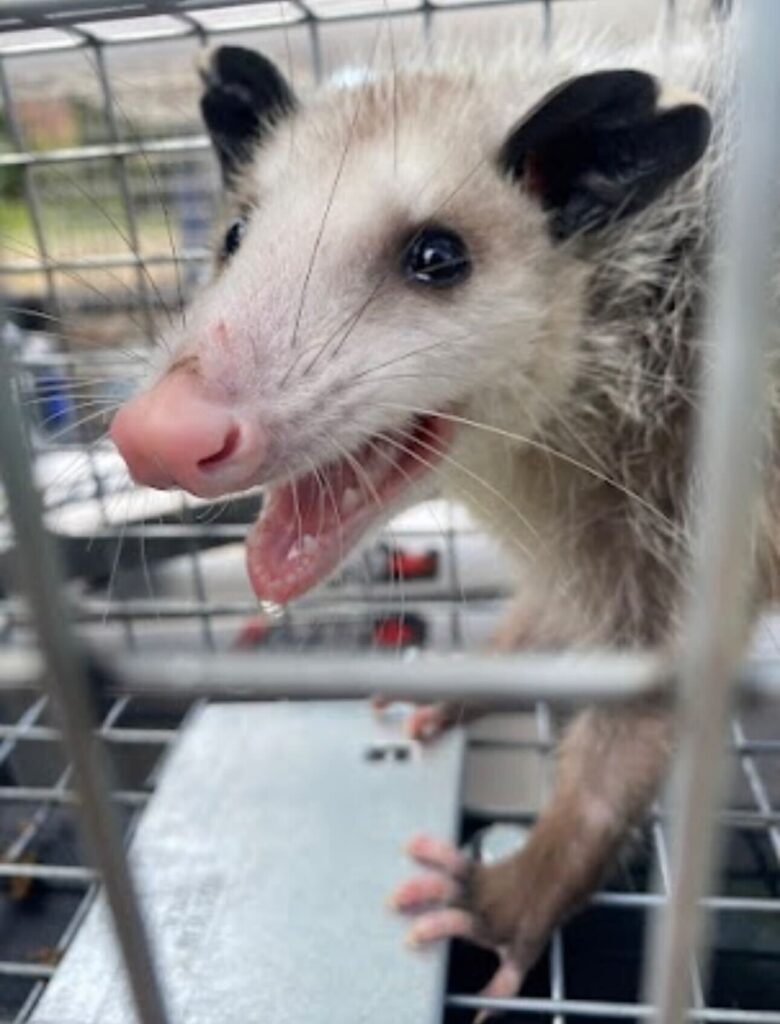 Animal Removal Ashland